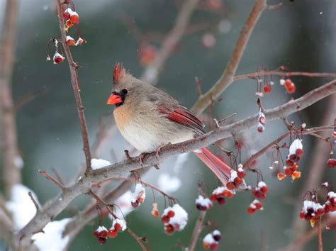 Where Do Cardinals Go in the Winter? - A-Z Animals