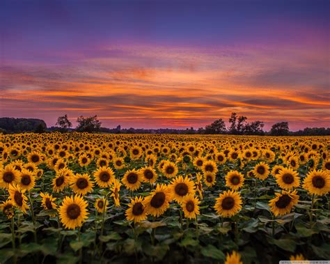 Sunflowers Wallpaper (61+ images)