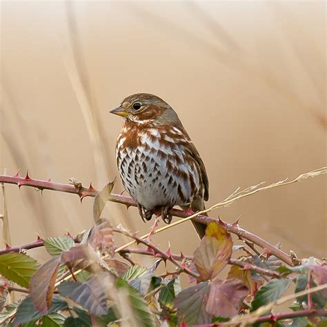 Fox Sparrow | Audubon Field Guide