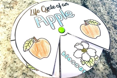 Free Printable Apple Tree Life Cycle Worksheet