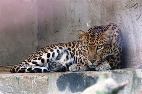 Indochinese leopard (Panthera pardus delacouri) //Genus Panthera pardus ...