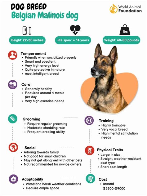 Belgian Malinois Dog Breed Infomation & Interesting Facts!!