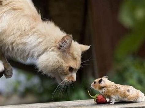 Zoo Animals: Funny Cat and Mouse Pictures