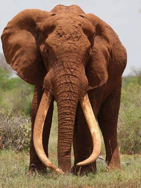 Kenya's 'iconic' tusker elephant Satao is killed by poachers | Elephant ...