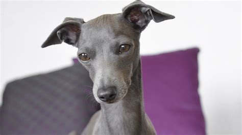 Italian Greyhound Colors: An Overview with the Cutest Photos