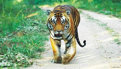 Wildlife Conservation Initiatives by Indian Government