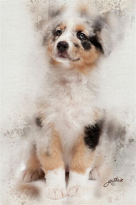 Blue Merle Australian Shepherd puppy Painting by John Guthrie - Pixels