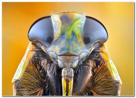 Macro photography of Animal Eyes - Gallery | eBaum's World