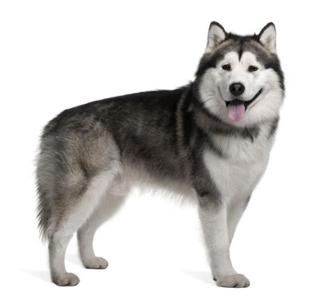 7 Things To Know Before Getting An Alaskan Malamute - Animalso