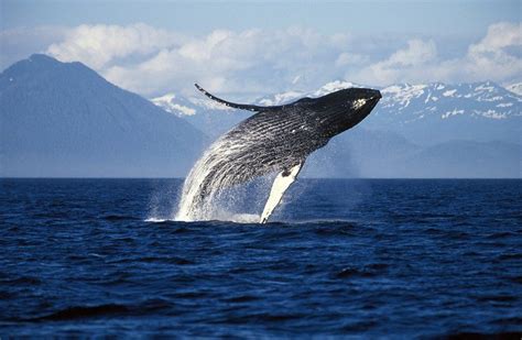 Why whales in Alaska have been so happy - BBC News