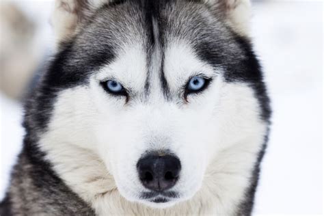 Gambar : siberian husky, binatang menyusui, bertulang belakang, Canidae ...