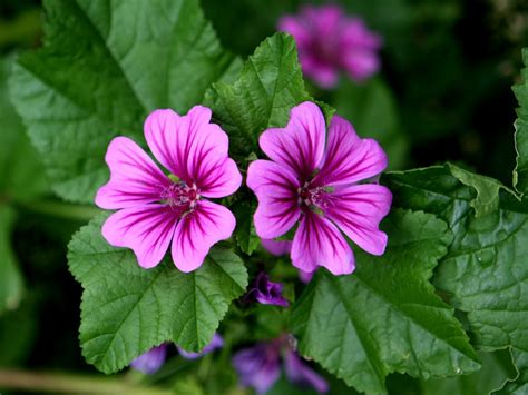 How to Care for your Malva Sylvestris (Common Mallow) | Benevy Farms ...