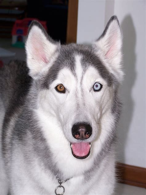 File:Bi-eyed siberian husky.jpg