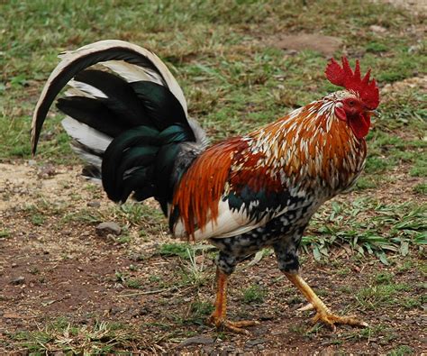 Great Plumage (wild island rooster) | These wild roosters we… | Flickr