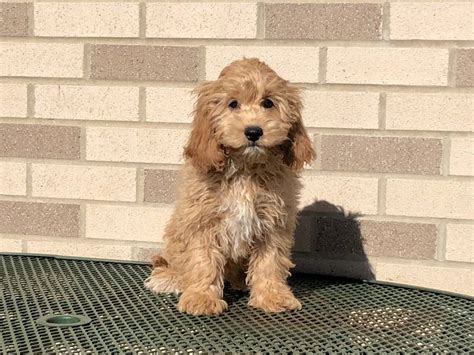 Beautiful little cockapoo ready for adoption at family-puppies.com ...