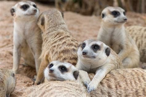 Meerkat Family stock image. Image of themes, mammal, young - 4483851