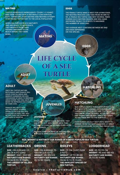 Sea Turtle Life Cycle Chart | Images and Photos finder