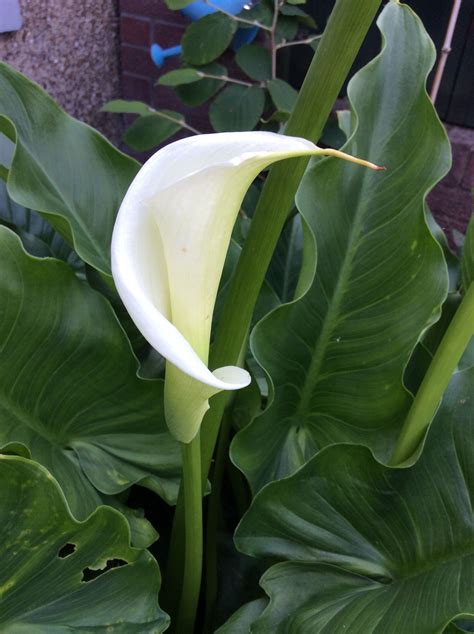 Arum lily | Arum lily, White calla lily bouquet, Beautiful flowers