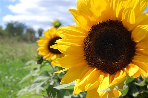 Sunflowers Wallpaper (61+ images)