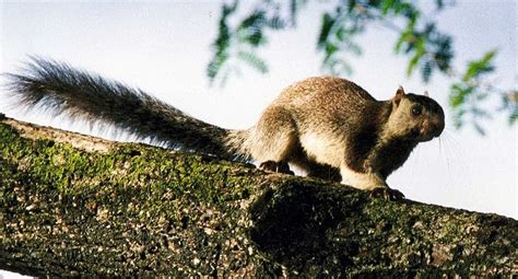 The News For Squirrels: Squirrel Facts: The Grizzled Giant Squirrel