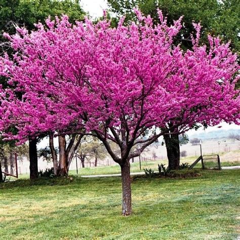 Eastern Redbud Cercis Canadensis 20 or 200 Seeds - Etsy | Redbud tree ...