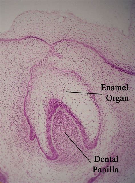 Enamel organ - Alchetron, The Free Social Encyclopedia