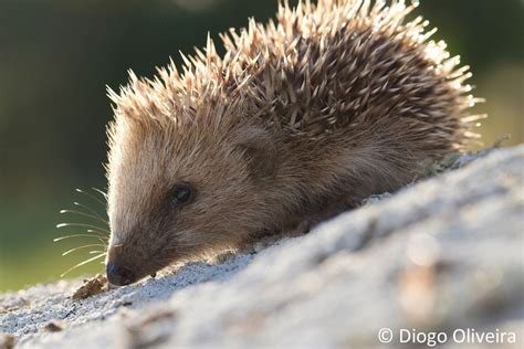 European Hedgehog | Cute animals, Animals, Animals wild