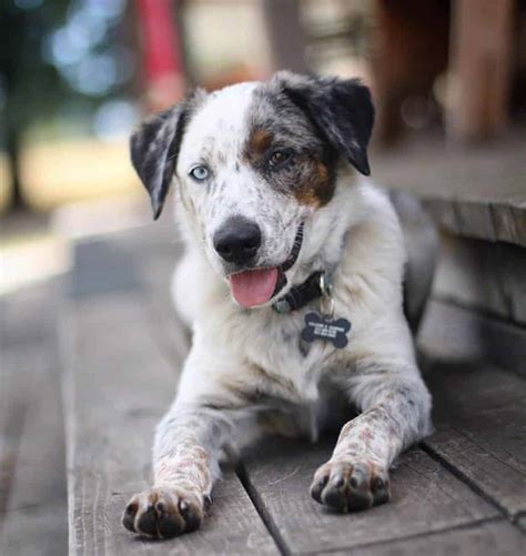 Blue Heeler Aussie Mix Puppies