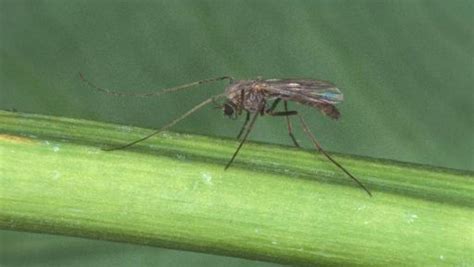 Swarms of midge bugs return