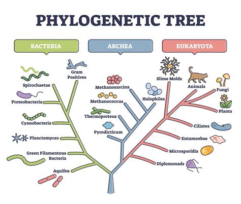 What is Molecular Phylogenetics?