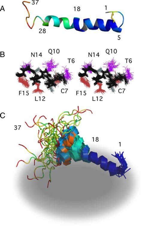 Properties of the micelle-bound amylin structure. A, ribbon diagram of ...