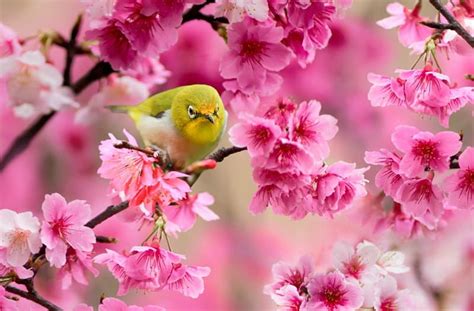 720P free download | Spring is Here, flower, birds, spring, bird, HD ...