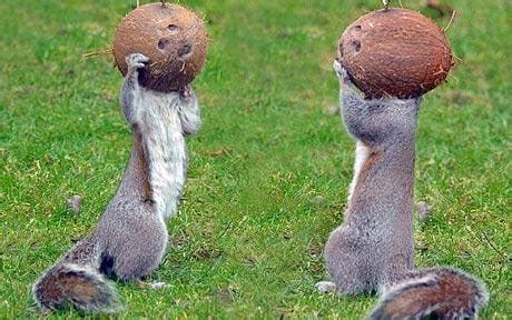 'Astro-squirrels' use coconut shells as helmets