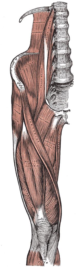 The Muscles and Fasciæ of the Iliac Region - Human Anatomy