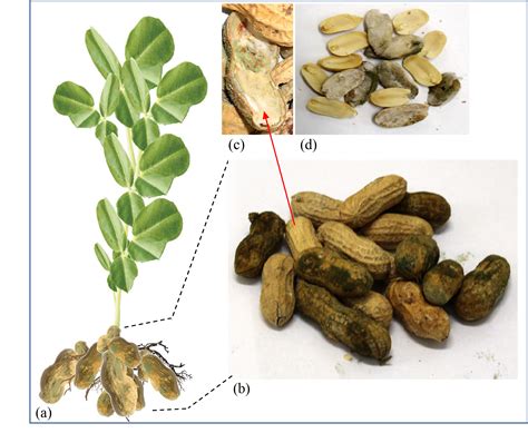 Aspergillus Flavus Peanuts