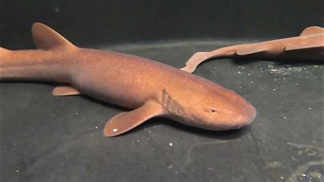 Three Short Tail Nurse Sharks Hatched Just In Time For Shark Week ...