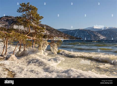 Beautiful winter landscape with a lone pine tree lying on the shore of ...