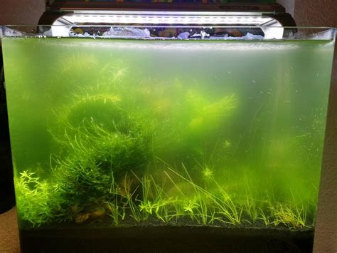 7 Main Types of Algae In Fish Tanks » Learn More