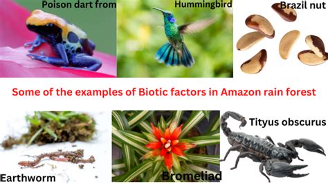 Amazon Rainforest Abiotic Factors