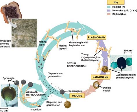 Zygomycetes_cycle.html 31_12ZygomyceteLifCycle.jpg