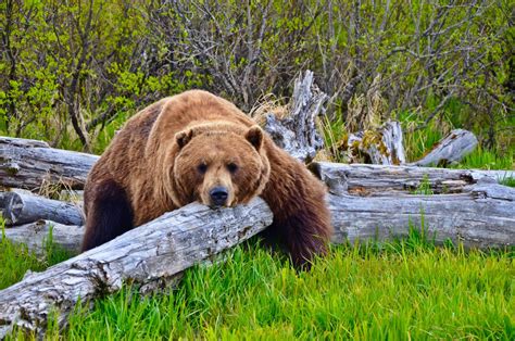 Adopt JB the Male Brown Bear - Alaska Wildlife Conservation Center