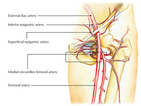 Superficial Epigastric Artery – Earth's Lab