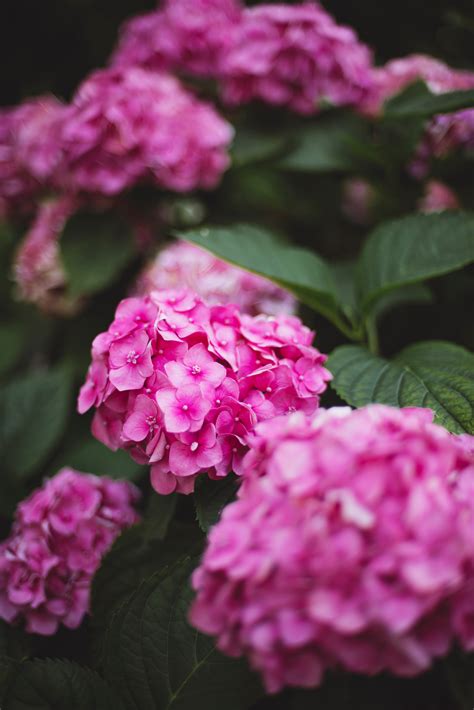 Download wallpaper 4016x6016 hydrangea, flowers, bloom, pink hd background