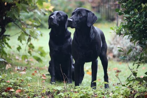 Labrador Size Guide | Dogrobes