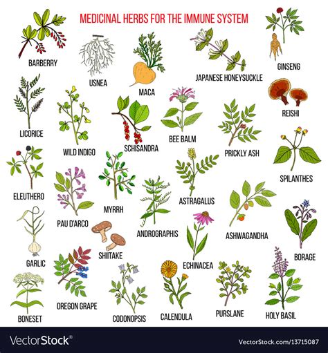 Best medicinal herbs for immune system Royalty Free Vector