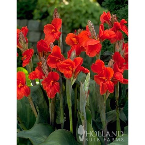 Canna Lily Bulbs - The President Red Canna Rhizomes / Bulbs / Roots (3 ...