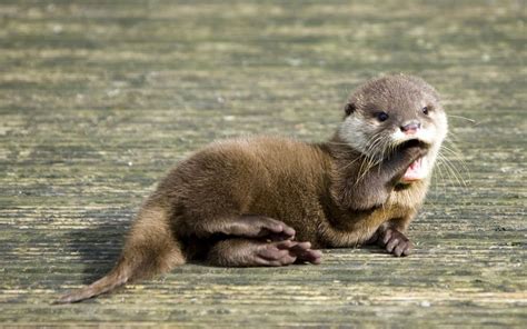 🔥 [70+] Cute Otter Wallpapers | WallpaperSafari