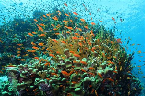 Saving Egypt’s Coral Reefs is Necessary to Preserve Oceans’ Ecosystems ...