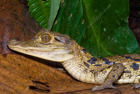 Spectacled Caiman - Stock Image - F031/3667 - Science Photo Library