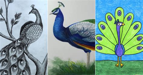 25 Easy Peacock Drawing Ideas - How to Draw Peacock